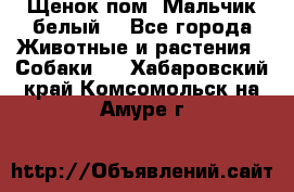 Щенок пом. Мальчик белый  - Все города Животные и растения » Собаки   . Хабаровский край,Комсомольск-на-Амуре г.